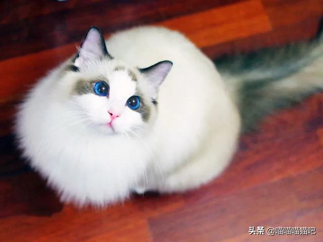 布偶猫图片:布偶猫是不是吃得很少,布偶猫食量大吗？ 布偶猫图片唯美