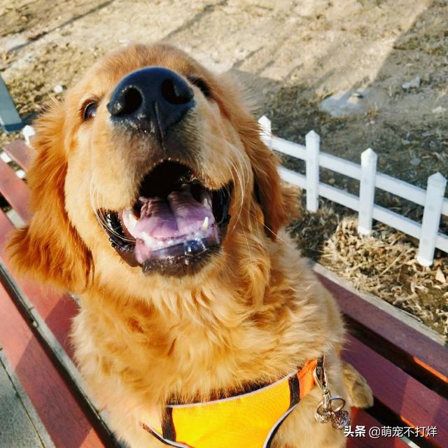 小缉毒犬:为什么有的狗离开主人多年还会相识？