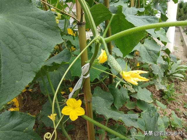 猫怕黄瓜图片gif:夏天要到了，对于蛇这种动物，你们会感到恐怖吗？