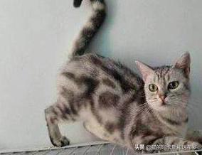 发情女:女猫咪发情了不去绝育，也不找男朋友会有什么影响吗？