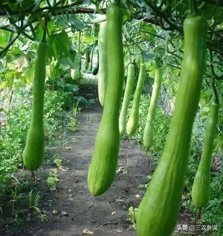 吊瓜子的功效:砍瓜是什么瓜？常吃对身体有哪些好处？