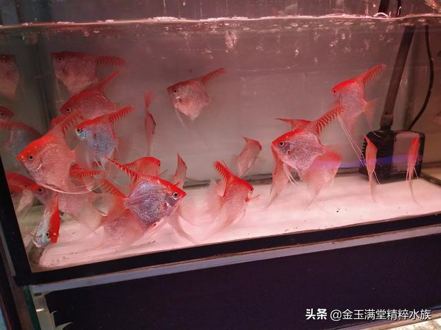 多彩鹦鹉设计素材:宝蓝迷你鹦鹉背景纸选什么颜色好？
