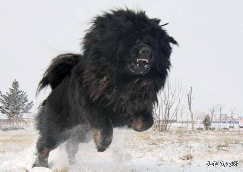 鬼脸獒王的价格:鬼脸獒王能够打赢几头北美大灰狼？为什么？