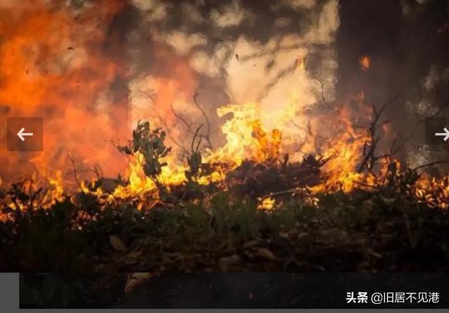 亚马逊莫拉氏鳄的基本信息:为什么没人救火亚马逊热带雨林？