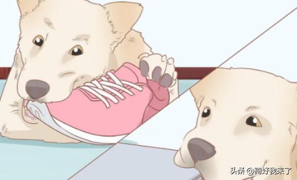 世界上最忧郁的狗是什么样的:狗狗有抑郁症的6大表现？
