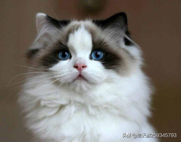 猫狗大战2猫怪的复仇:猫害怕黄瓜，狗害怕什么呢？