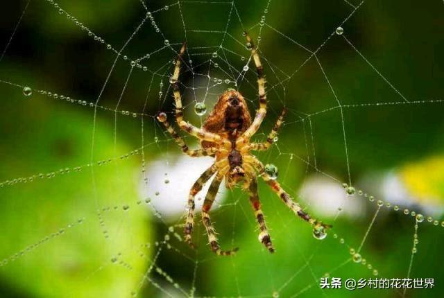 上户蜘蛛:春天若有“四喜”进门，家中必出能人，农村俗语中说的是哪四喜？