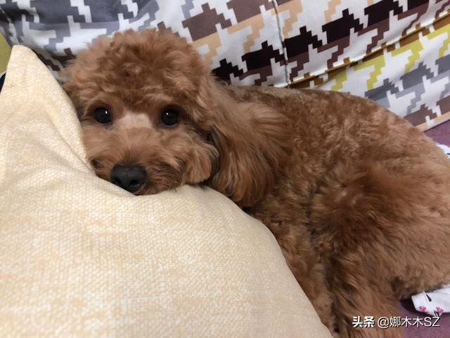 适合女生饲养的伴侣犬:一个孤独的女孩适合养什么宠物？