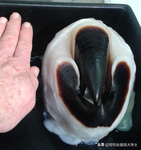 为什么人类不吃大王酸浆鱿鱼?能吃吗? | one知识