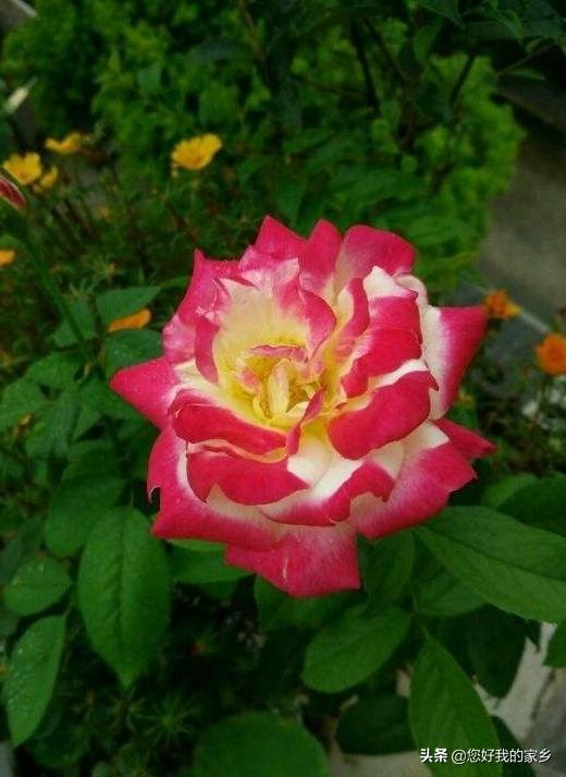 最香的几款月季品种是什么？插图84