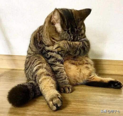 愤怒的猫咪头像:如何激怒一位猫咪爱好者？你做过这样的事吗？