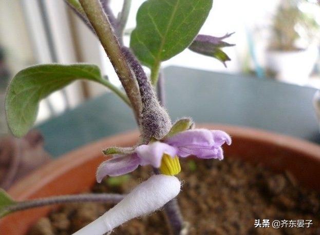 头条问答 茄子开花不结茄子什么原因 26个回答