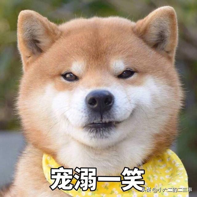 京巴狗的寿命是多少:京巴狗寿命一般多少年 宠物临终前，会有什么征兆吗？
