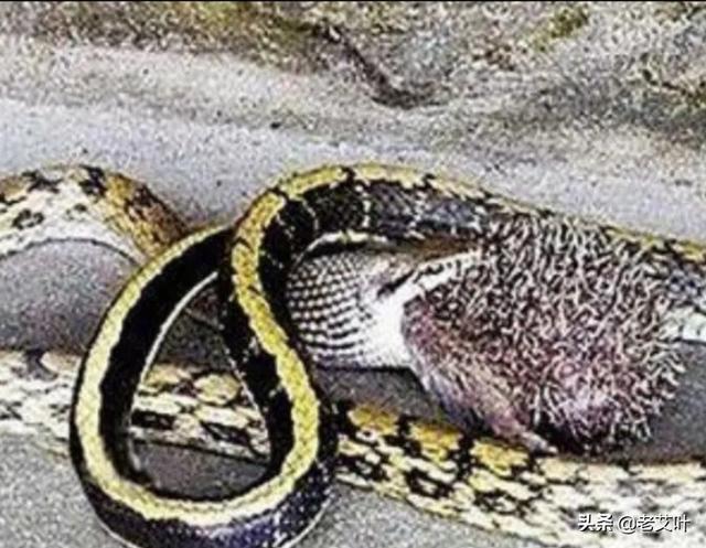 黑眉锦蛇喜欢吃什么:眼镜王蛇和黑曼巴蛇哪个厉害？ 黑眉锦蛇喜欢吃什么食物