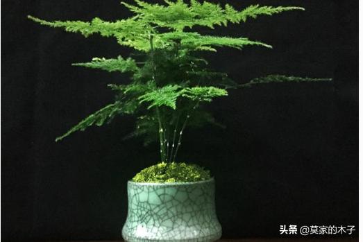 翡翠景天:翡翠景天的花语是什么 有哪些罕见、少见、稀有甚至贵到逆天的多肉？