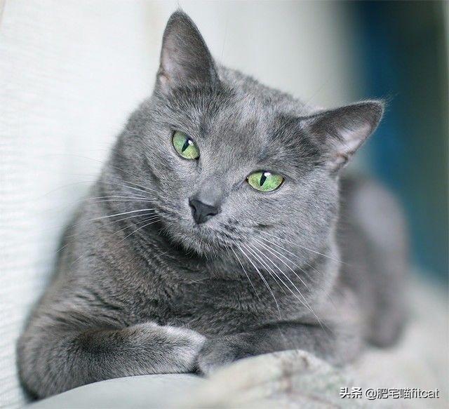 猫瞳孔颜色的代表:有关猫的眼睛冷知识有哪些？