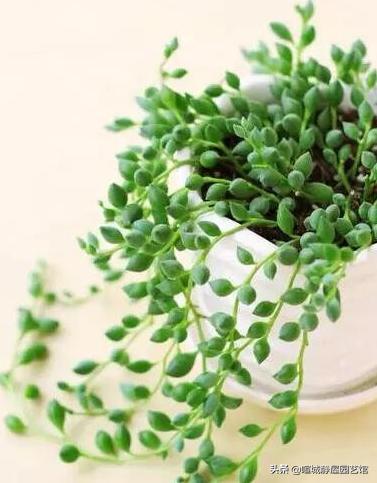 王玉珠帘多肉植物图片:养的多肉好像有点过于茂盛，我该怎么做？