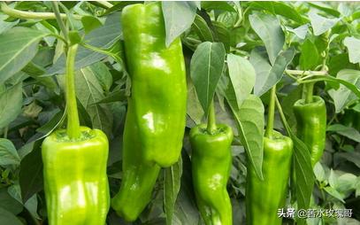 花叶芋根结线虫病:农村种植辣椒，应该如何防治病虫害？