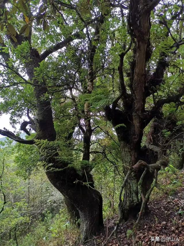 石斛图片,石斛的种类包括哪些？作用各有何不同？