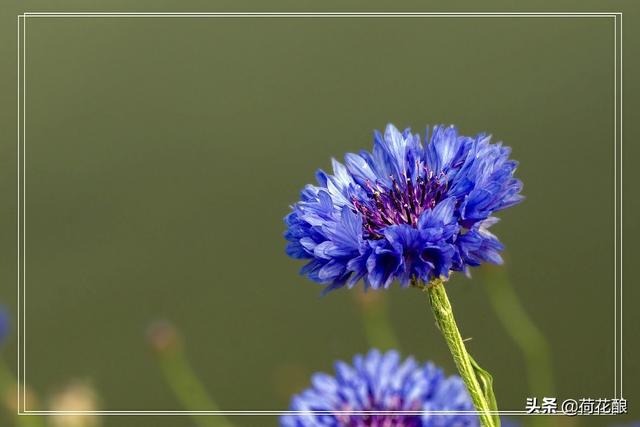 保加利亚的国花是什么花，各国的国花分别是什么花？