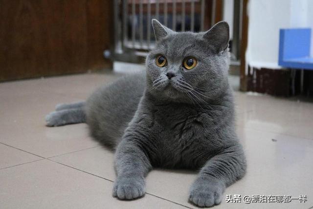 加菲猫和美短哪个好养:美短和英短哪种比较好养不易生病？ 加菲猫和美短哪个贵
