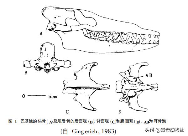鲸的祖先知识:鲸生活在水中，为什么没进化出在水下呼吸的能力呢？