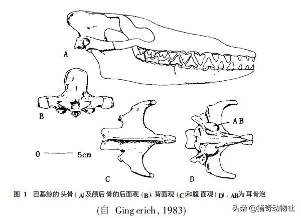 瓜头鲸生活过程:鲸生活在水中，为什么没进化出在水下呼吸的能力呢？