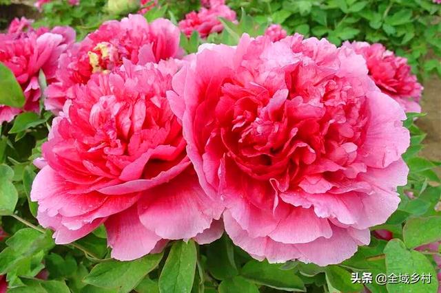 洛阳微信群号大全集:从河南洛阳到拉萨，川进青出，要多久时间？开轿车去问题大吗？
