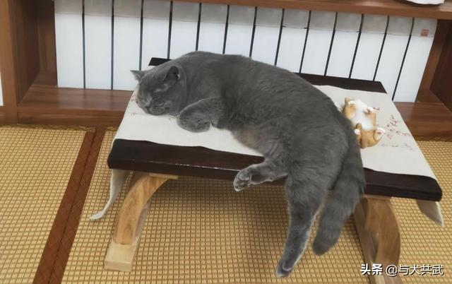 猫捉老鼠酷跑:两只猫天天在家跑酷，每天搞得乱七八糟怎么办？