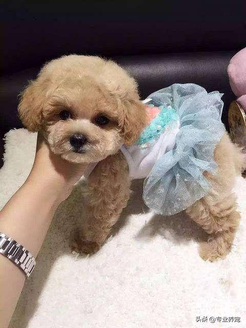 六个月的香槟色泰迪多少钱一只