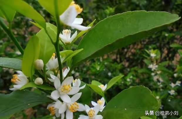 头条问答 柑橘开花时有些药剂不宜使用 花期如何有效防治病虫害呢 橙弟小刘的回答 0赞