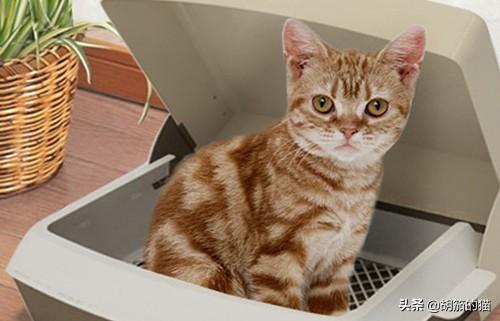 猫咪尿频不喝水:公蓝猫尿频怎么回事，公猫尿频多久好？