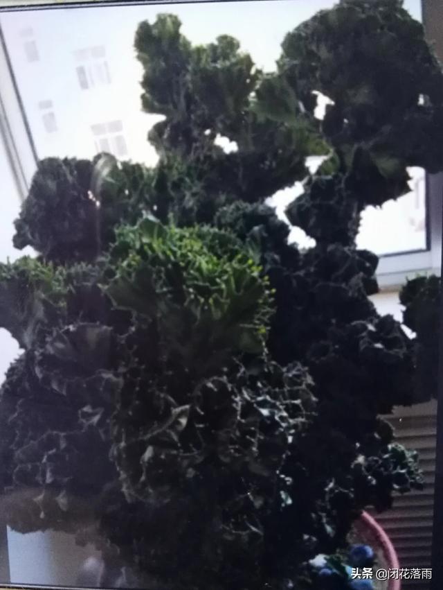 麒麟掌图片:仙人掌科玉麒麟汁液有什么毒性？