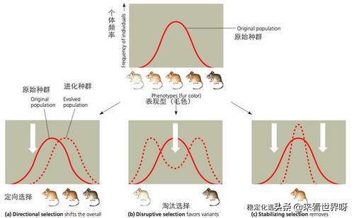 西伯利亚鼯鼠其实并不会飞:生物进化过程中为什么会有飞行动物的出现？