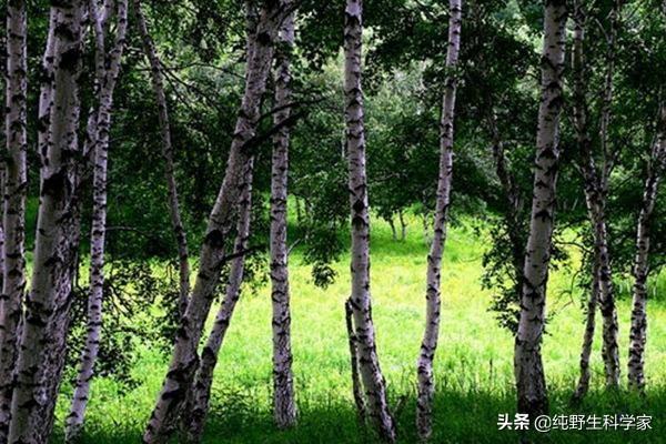 南非犰狳蜥:现实中有枪都伤害不了的生物吗