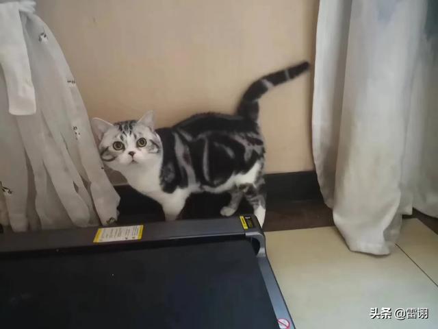 尾巴像个扫帚腿短的猫:喜马拉雅猫和美短猫哪个好？
