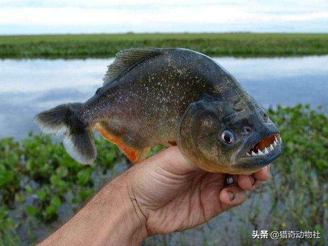 一条河豚对战4条小食人鱼:食人鱼是以人肉为食吗？为何这样称呼一条鱼？