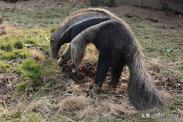 小食蚁兽吃什么:一群行军蚁能否对付一只饥饿的食蚁兽？