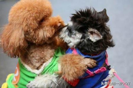 泰迪狗狗的训练方法:泰迪幼犬多大开始训练最易掌握技能？