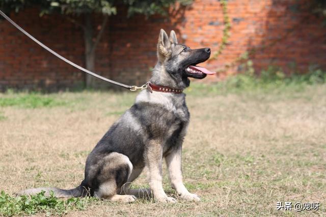 昆明犬价格:2019年昆明犬幼犬价格多少钱？有何依据？