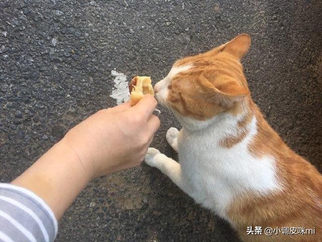 新手妹子想养只猫,养什么品种的猫？