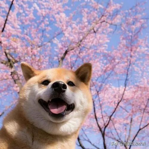 柴犬智商6:“戏精”柴犬的活动量如何，值得饲养吗？