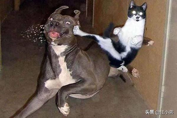 哈士奇大战藏獒壁纸:战斗力最强的家犬，需要多少只可以打败东北虎？为什么？ 哈士奇和藏獒