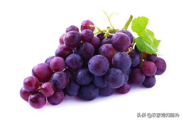 葡萄种植方法和时间:阳台葡萄种植时间和方法 葡萄树的管理方法葡萄种植几年结果？