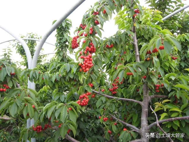 今年种植的樱花树发了新芽,却发黄枯萎了,到底怎么回事？有没有解决的办法呢？