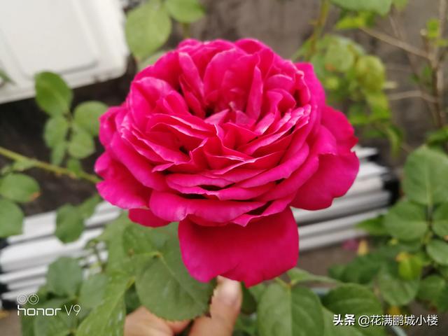 最香的几款月季品种是什么？插图38