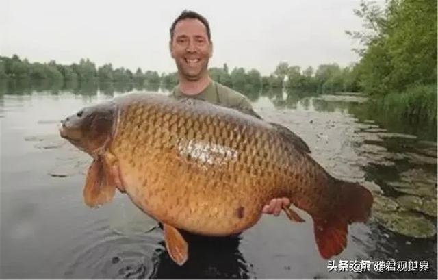 楼主 亚洲黄狐狸:白皮狐狸毛发黄怎么变白？