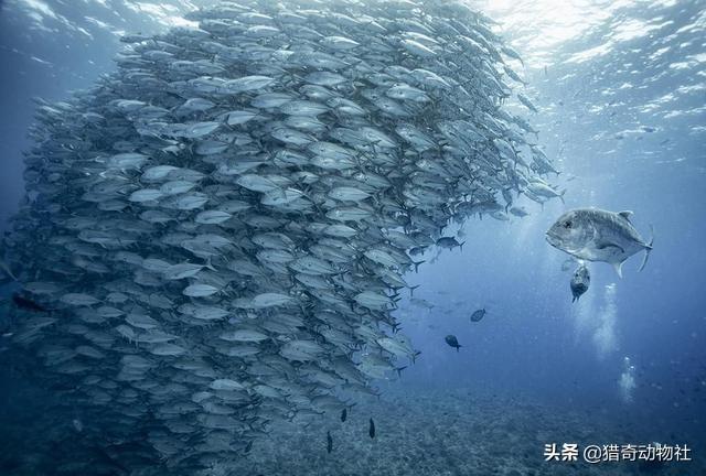 鱼类:鱼类大全名称图片 鱼的名称有哪些，哪个鱼好吃？