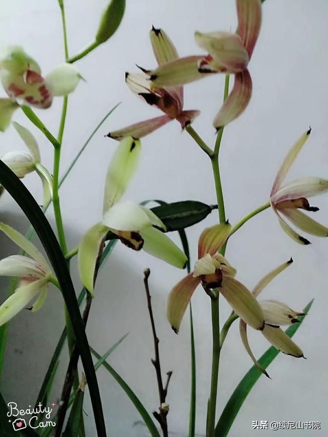 建兰图片:建兰在什么季节开花？如何养好建兰？