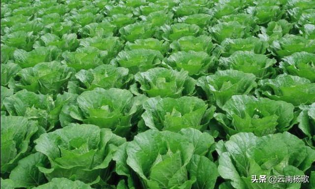 近期白天大约14度 晚上大约4度 大白菜还能长吗 头条问答
